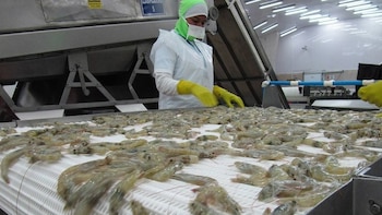 Sequía golpea al sector camaronero del sur de Honduras y productores reportan pérdidas de hasta 30 % en sus cultivos