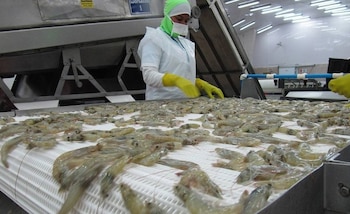Productores de camarón de Honduras buscan fortalecer alianzas institucionales y tecnificar el sector para aumentar la competitividad internacional. (Cortesía: Seafood Media)