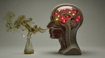 Primer plano lateral de un modelo de cabeza en perfil inhalando vapor verde-marrón de un frasco, mientras regiones cerebrales internas se iluminan en rojo y amarillo.