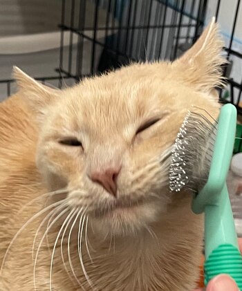 A Shambles le gusta que