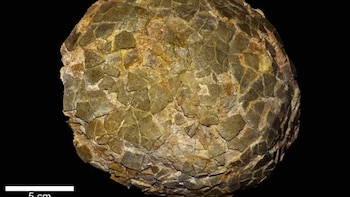 Hallazgo en la Patagonia: científicos desenterraron huevos de dinosaurios gigantes y revelaron el lugar donde los incubaban