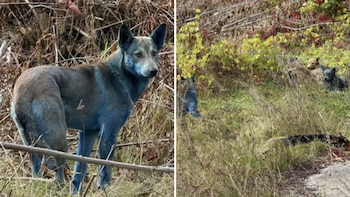 Perros azules en Chernóbil. (Imagen:
