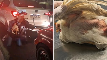 Denunciaron que un hombre maltrató y desplumó a una gallina viva durante los festejos por el campeonato de Belgrano