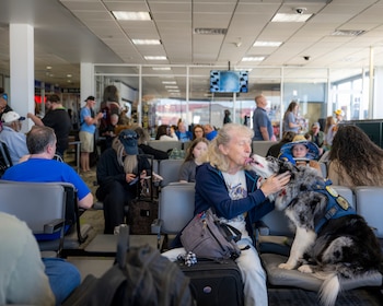 Una mujer acaricia a un perro border collie con arnés azul que le lame la cara, sentados en la sala de espera de un aeropuerto con otras personas y equipaje