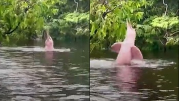 Increíble avistamiento de un delfín rosado jugando en un tramo del río Amazonas