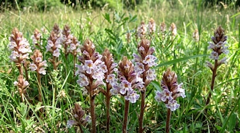Primer plano de múltiples espigas de flores de Orobanche crenata, con pétalos blancos y púrpuras, que crecen entre la hierba verde alta bajo la luz del sol.