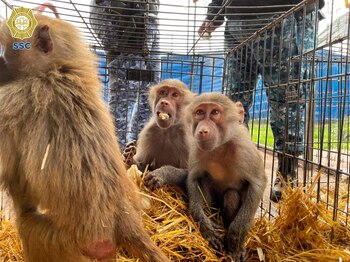 Actualmente Eduardo Moises Serio fue