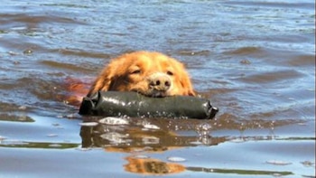 Primer plano de un Perro Retriever de Nueva Escocia con pelaje naranja-marrón nadando en agua, sosteniendo un objeto cilíndrico oscuro en su boca
