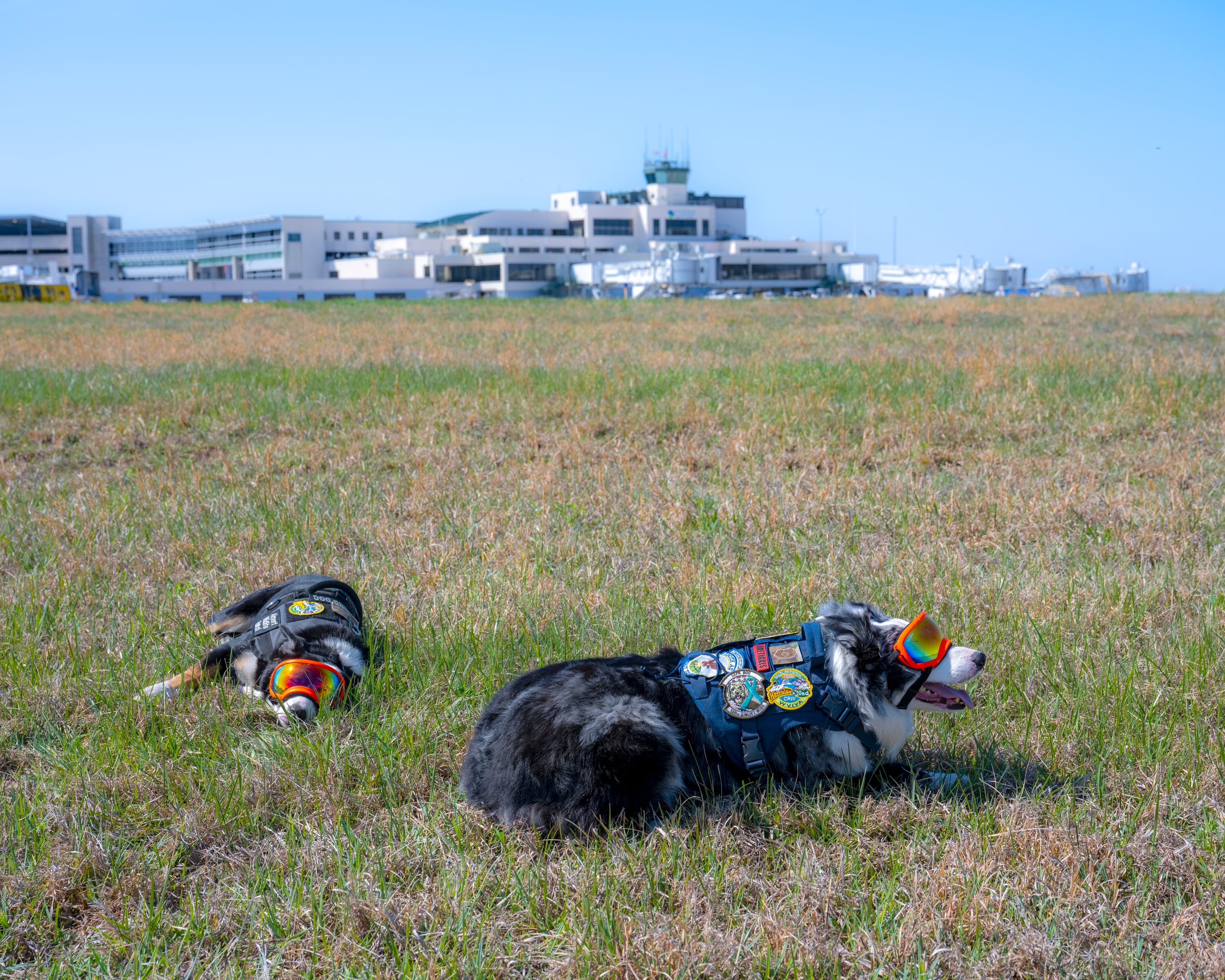 Ned y Hércules, tumbados en el pasto, en el medio de una jornada de trabajo en el Aeropuerto Internacional Yeager de Virginia Occidental (Rich-Joseph Facun/The Washington Post).