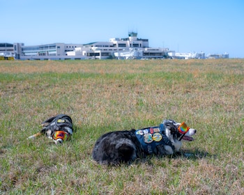 Dos perros border collie con arneses, parches y gafas de protección sobre un campo de pasto. Al fondo, un edificio de aeropuerto y torre de control