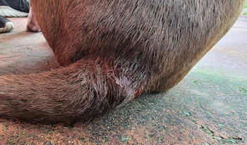 Las autoridades de Guatemala pidieron desinfectar de inmediato las heridas en mascotas y ganado y reportar casos sospechosos para prevenir nuevas infestaciones de gusano barrenador.