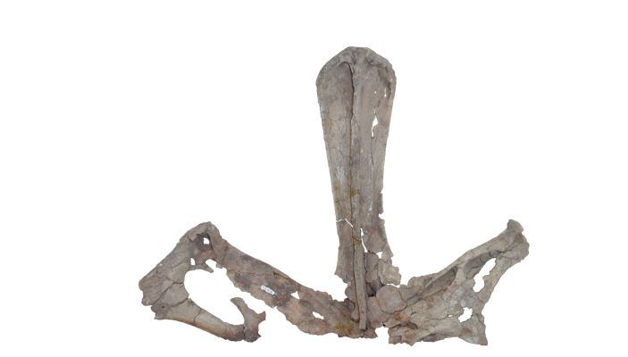 Parte superior de la vértebra dorsal del dinosaurio Campananeyen fragilissimus (foto tomada por Lucas Lerzo)