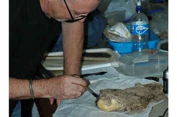 Descubren perros momificados en Tiahuanaco que vivieron como compañeros de familias andinas. SD deFrance