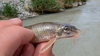 En Alemania, un pez que llevaba un siglo sin ser visto reaparece en un río y devuelve la esperanza a los expertos