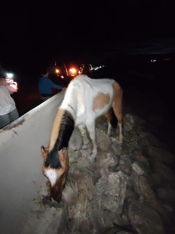 Un caballo blanco y marrón camina sobre rocas junto a un muro de hormigón de noche, mientras varias personas alumbran con linternas