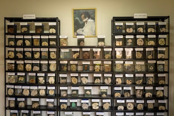 Museo del Cerebro