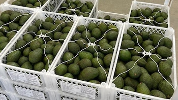 Caída del dólar en Colombia coincidió con el cierre de exportadoras de aguacate y uchuva: otras recortaron turnos