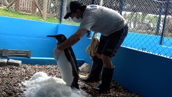 Las heridas necesitaban tratamiento especializado