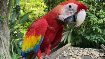 Científicos alertan por el comercio ilegal de fauna silvestre: las zonas críticas y el auge del mercado digital