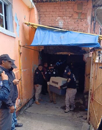 Rescataron a 26 perros vivos