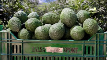 Palta Hass peruana se consolida como motor de la agroexportación con más de 505 mil toneladas enviadas al exterior