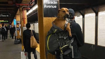 Un hombre lleva a un