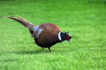 ¿Por qué el faisán y