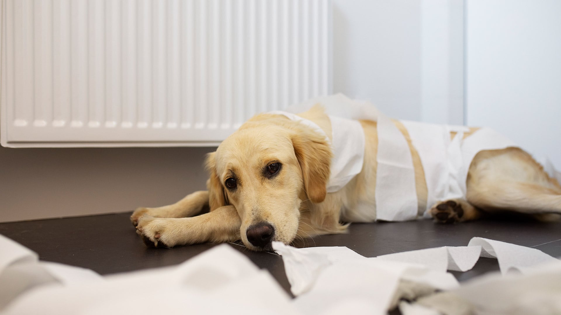El dolor silencioso en perros puede estar asociado a enfermedades crónicas, lesiones o desgaste por la edad (Freepik)