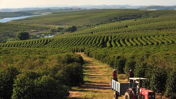 “La historia del café está