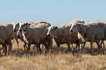 A partir de esta medida,