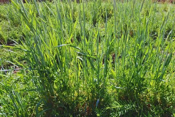 La inclusión de estos cultivos