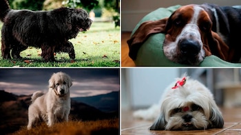 Los perros necesitan entre 8