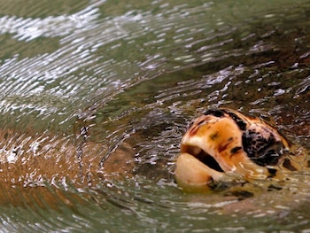 Las tortugas carey son más