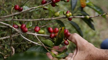 La producción de café de