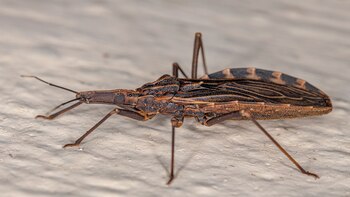 Día Mundial de la Enfermedad