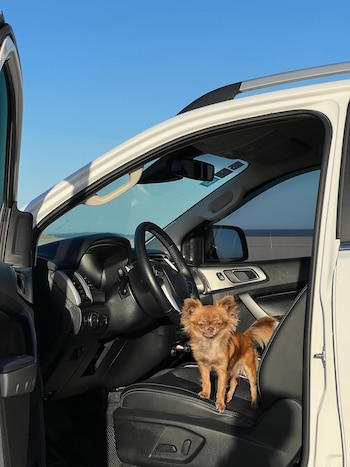Uno de los perros de