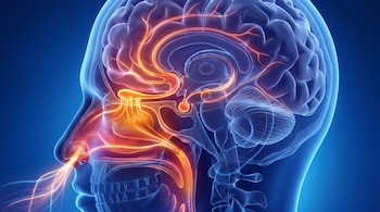 Visualización 3D de una cabeza humana en corte lateral. Se aprecia la cavidad nasal y el cerebro, con líneas luminosas que ilustran la conexión olfatoria.