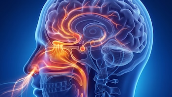 Investigadores de Harvard crearon un mapa del olfato: cómo la nariz organiza miles de receptores de olor