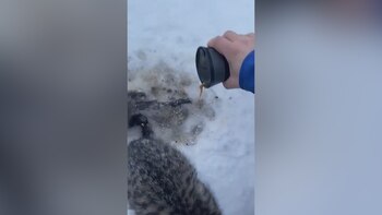 (Foto: captura de pantalla video