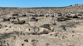 Drama en Chubut por los