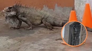 Tres iguanas sorprenden a vecinos de Trujillo al aparecer en distintos sectores de la ciudad: Policía Ecológica las devolvió a su hábitat