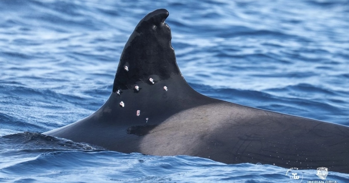 O caso da orca Toñi chega à Procuradoria Ambiental: o Governo sugere que o atirador foi uma embarcação espanhola O caso da orca Toñi chega à Procuradoria Ambiental: o Governo sugere que o atirador foi uma embarcação espanhola