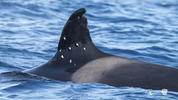 El caso de la orca Toñi llega a la Fiscalía de Medio Ambiente: el Gobierno apunta a que el autor del disparo sería una embarcación española