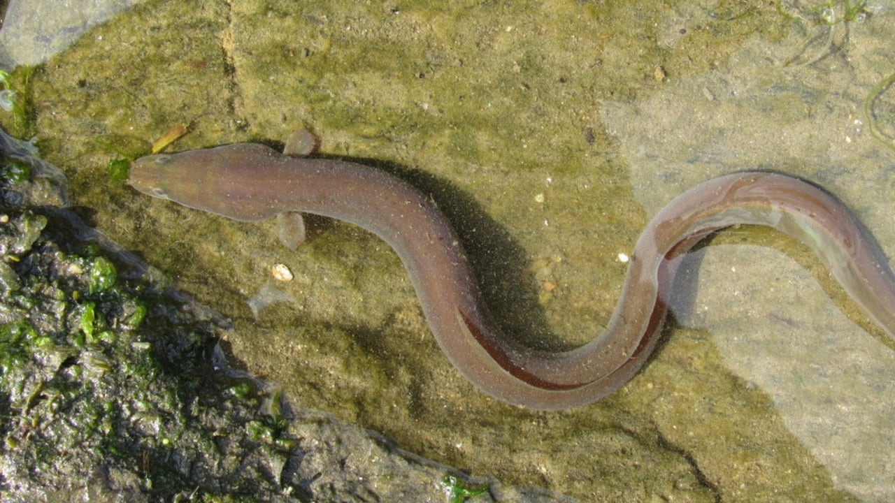 Ejemplar de anguila europea. (Jonatan Antunez/iNaturalist CC BY-NC 4.0)