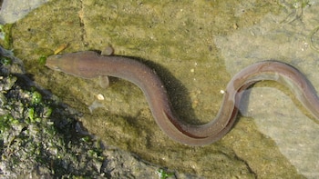 Ejemplar de anguila europea. (Jonatan Antunez/iNaturalist CC BY-NC 4.0)