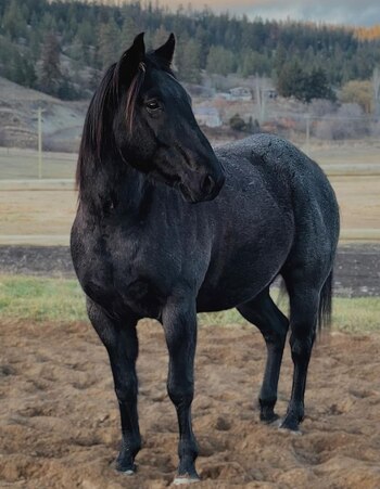 Hoy en día, Rudnik aprendió