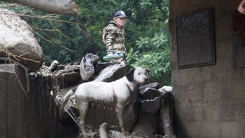 Animales serán incluidos en los