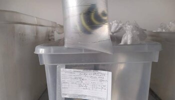 Dentro de los animales silvestres