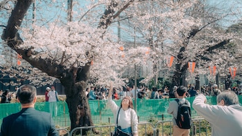 ¿Cuándo florecerán los cerezos en Japón? La IA podría saberlo