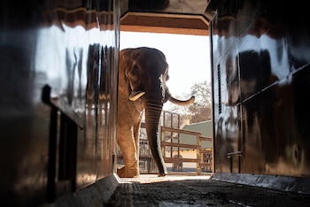 Charley, un elefante africano de cuatro toneladas entrado en años, es entrenado para entrar en un contenedor de transporte, el 9 de agosto de 2024 en el Jardín Zoológico Nacional de Pretoria, Sudáfrica. (AP Foto, archivo)